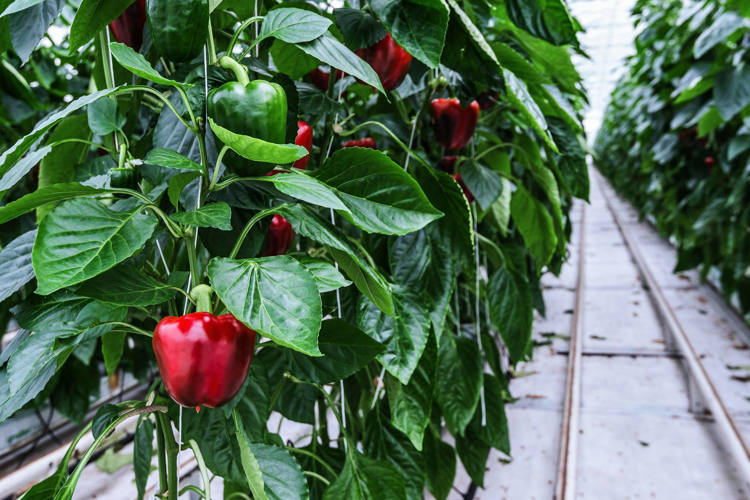 Nachhaltigkeitsvision